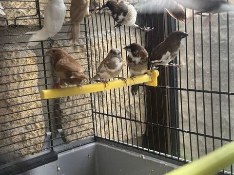 Moineau du japon 10 93330 Neuilly-sur-marne