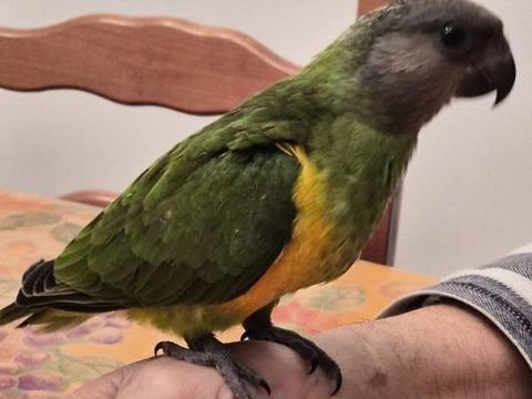 youyou du senegal 500 13129 Salin de giraud