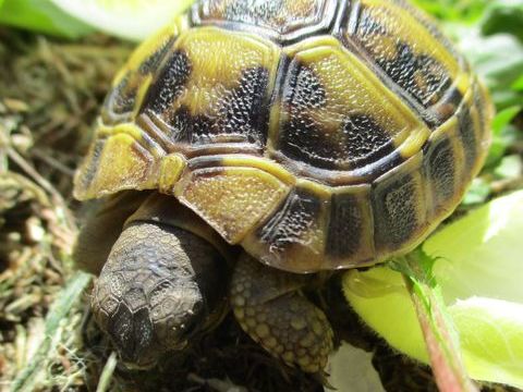 b&eacute;b&eacute; tortue n&eacute; en 2025 40 34740 Vendargues