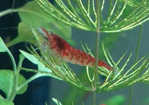 crevettes Neocaridina Davidi Red Cherry. 1 67390 Marckolsheim