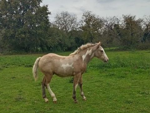 Poulain pie 2800 82160 Puylagarde