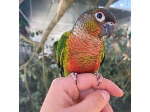 Conure à joues vertes  apprivoisée 195 35136 Saint-jacques-de-la-lande