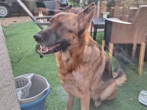 Cherche belle famille pour notre Berger Allemande 0 37170 Chambray-lès-tours