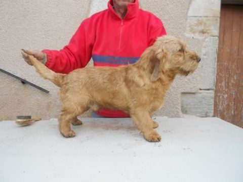 Chiots Basset Fauve de Bretagne LOF 550 31350 Blajan