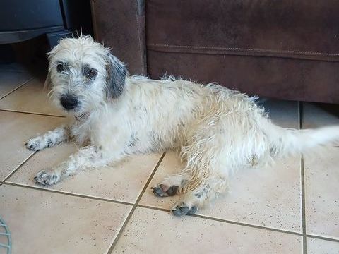 Jeune chienne &times;Teckel 0 21170 Saint-symphorien-sur-saône
