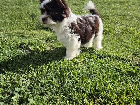 Yorkshire Chocolat 1000 37510 Ballan-mir�