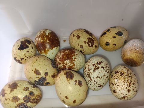 Oeuf de caille de bl&eacute; f&eacute;conde 3 22250 Tr�meur