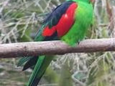 recherche pérruche érythroptère 0 13140 Miramas