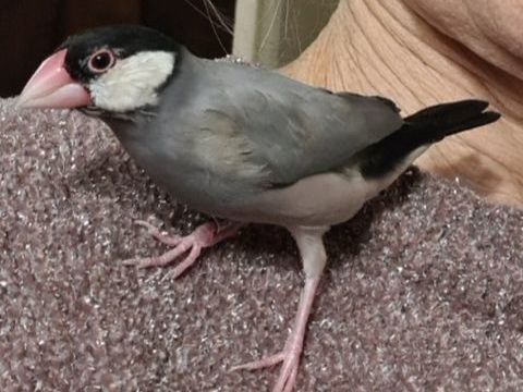 Oiseau de compagnie le padda &agrave; Caudrot 33 60 33490 Caudrot