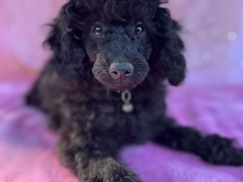 Bella - caniche naine noire LOF 2500 31470 Empeaux