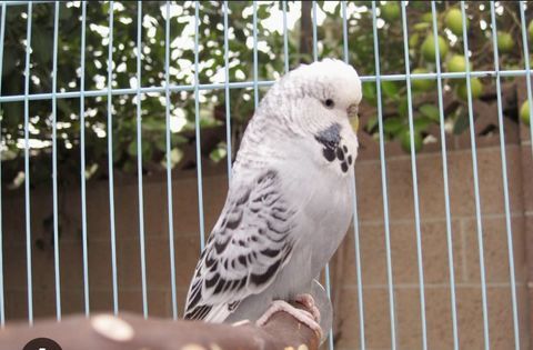 Perruches anglaises 25 06330 Roquefort-les-pins