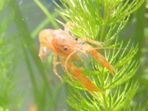 CPO 4 67390 Marckolsheim