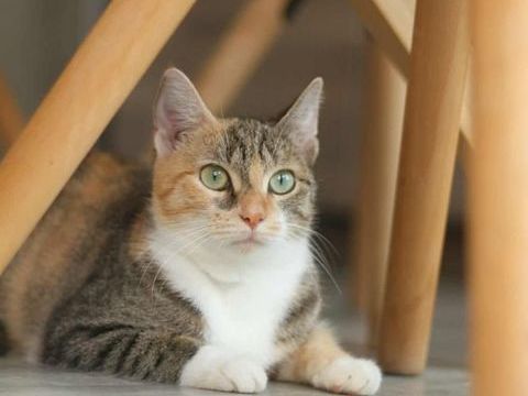 La douce et superbe Adhara 200 35000 Rennes