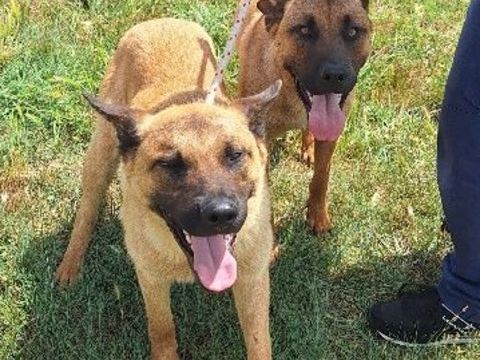Chien TIC et TAC &agrave; l adoption 250 34450 Vias