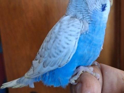 Perruche ondul&eacute;e 15 30160 Bess�ges