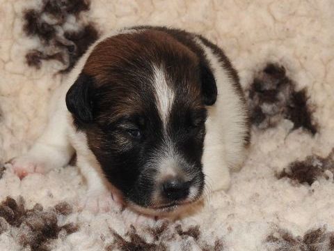  Chiots femelles Fox Terrier  poil lisse LOF disponibles 1400 28800 Pr�-saint-�vroult