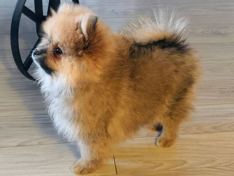 Petit Spitz m&acirc;le orange Charbonn&eacute; 2200 09100 Pamiers