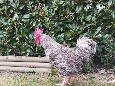 Coq coucou de rennes 20 29600 Plourin-lès-morlaix