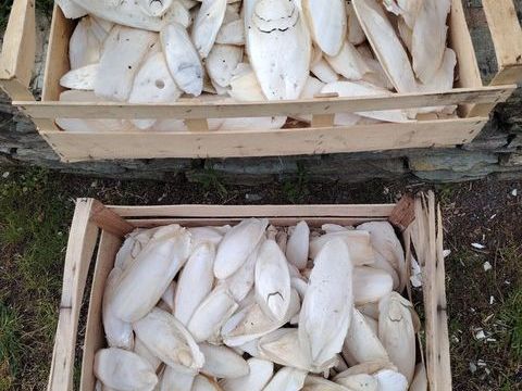 Os de seiche 50 85800 Saint-gilles-croix-de-vie