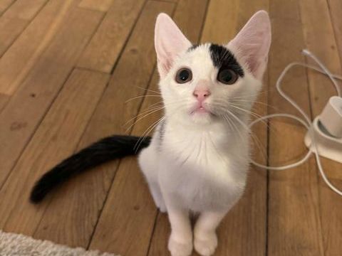 Cam&eacute;lia une petite curieuse tr&egrave;s c&acirc;line et douce 180 92700 Colombes