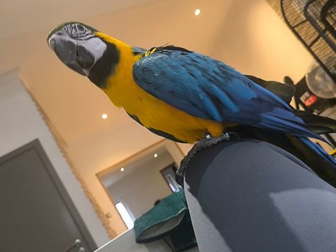 Ararauna EAM de 2019 1500 60000 Beauvais