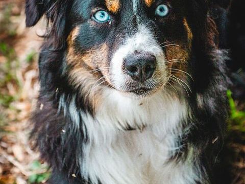 Cherche male type berger américain miniature pour saillie. 0 85140 Les essarts