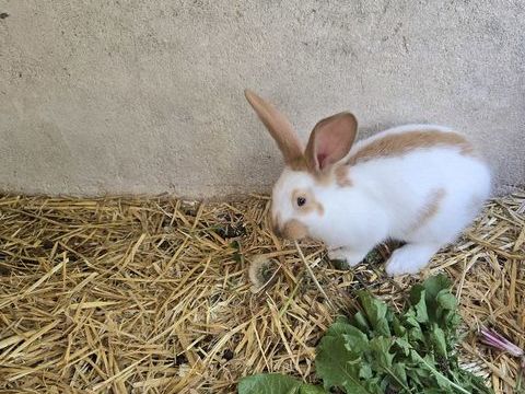 lapins géant papillon 40 78970 Mzires-sur-seine