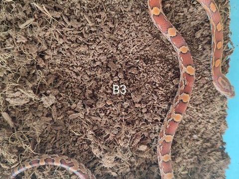 Serpent des bl&eacute;s - Elaphe 25 94600 Choisy-le-roi