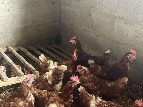 Poules pondeuse 10 49450 Saint-macaire-en-mauges