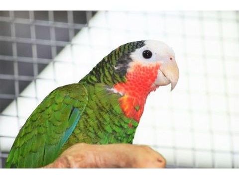 Amazone de cuba femelle epp 2014 avec box offerte! 690 35136 Saint-jacques-de-la-lande