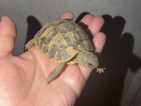 Bb tortue 60 95400 Villiers-le-bel