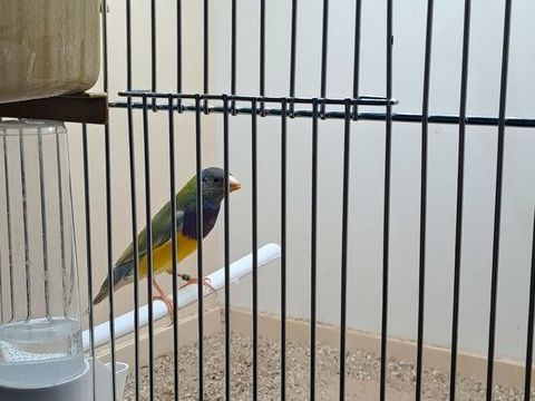 Diamant gould 30 01160 Pont-d'ain