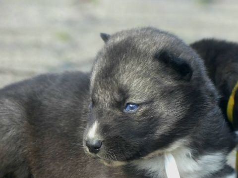 Chiots husky sibérien  850 91650 Breuillet