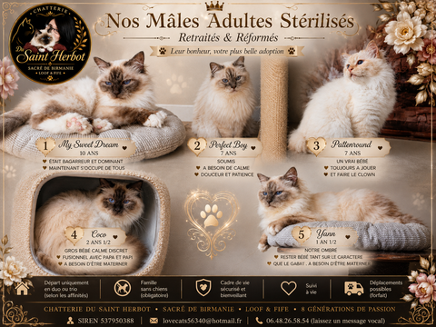 Males Adultes sacre de birmanie LOOF STERILISES 450 56400 Auray