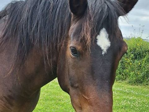 Bel hongre demi sang arabe ONC 15 ans 500 29260 Lesneven