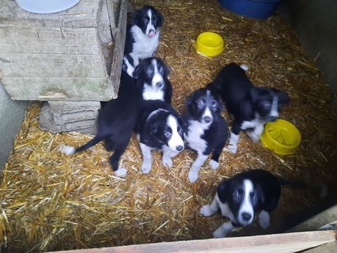 Chiot Border Collie Disponible à l adoption . 0 44850 Mouzeil