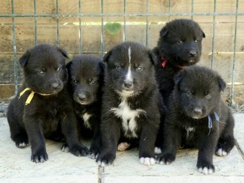 Chiots Chien loup  1400 91650 Breuillet