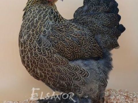 Poule et coq brahma dor&eacute; perdrix et autres coloris :-) 39 77540 Courpalay