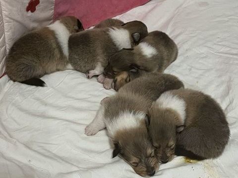 Chiots colleys LOF 950 87420 Sainte-marie-de-vaux