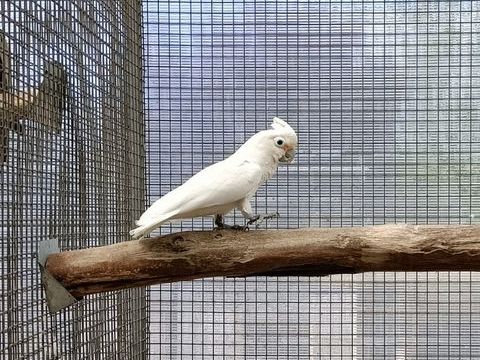 Cacato&egrave;s de Goffin 1200 46340 Salviac