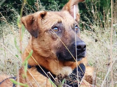 Asahi à l'adoption 300 37000 Tours