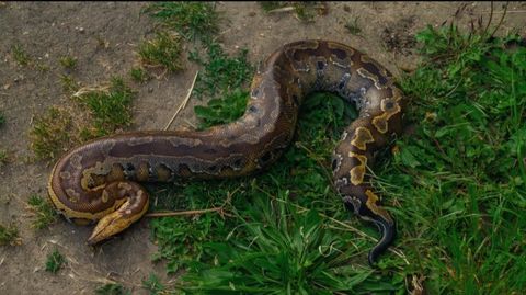 Python brongersmai 200 60550 Verneuil-en-halatte