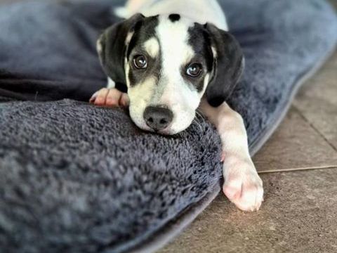 Ahès, femelle berger, née le 15/09/2025 300 94000 Crteil