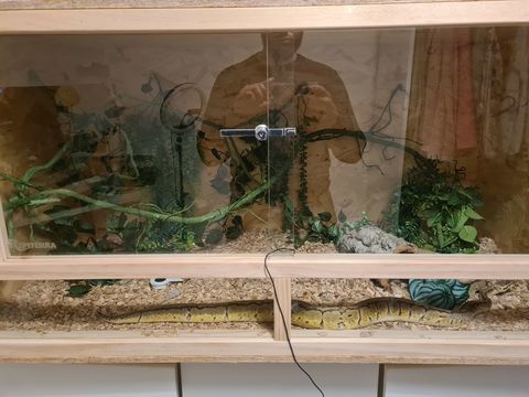 Serpent python royal (regius) 400 59500 Douai