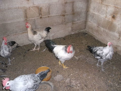 coq 18 39170 Lavans-lès-saint-claude