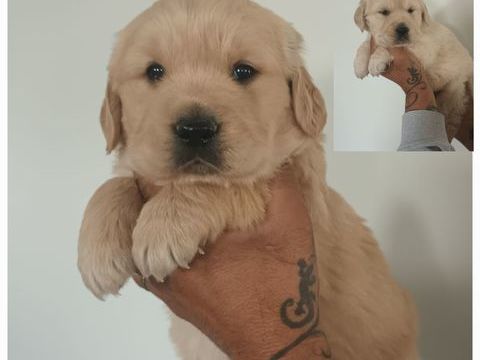 GOLDEN RETRIEVER NON LOF 1000 72250 Parign�-l'�v�que