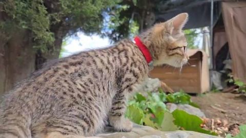 Chatons Val d'Oise 450 95630 M�riel