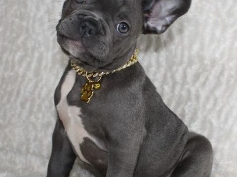 Chiot bouledogue fran&ccedil;ais bleu 0 75001 Paris