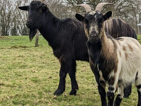 Duo Forest et Nougatine 180 35370 Gennes-sur-seiche