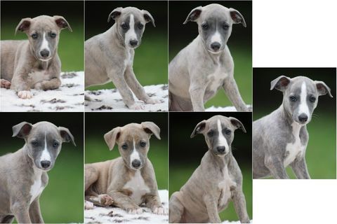 Magnifique chiots Whippet 1200 35250 Saint-aubin-d'aubigné